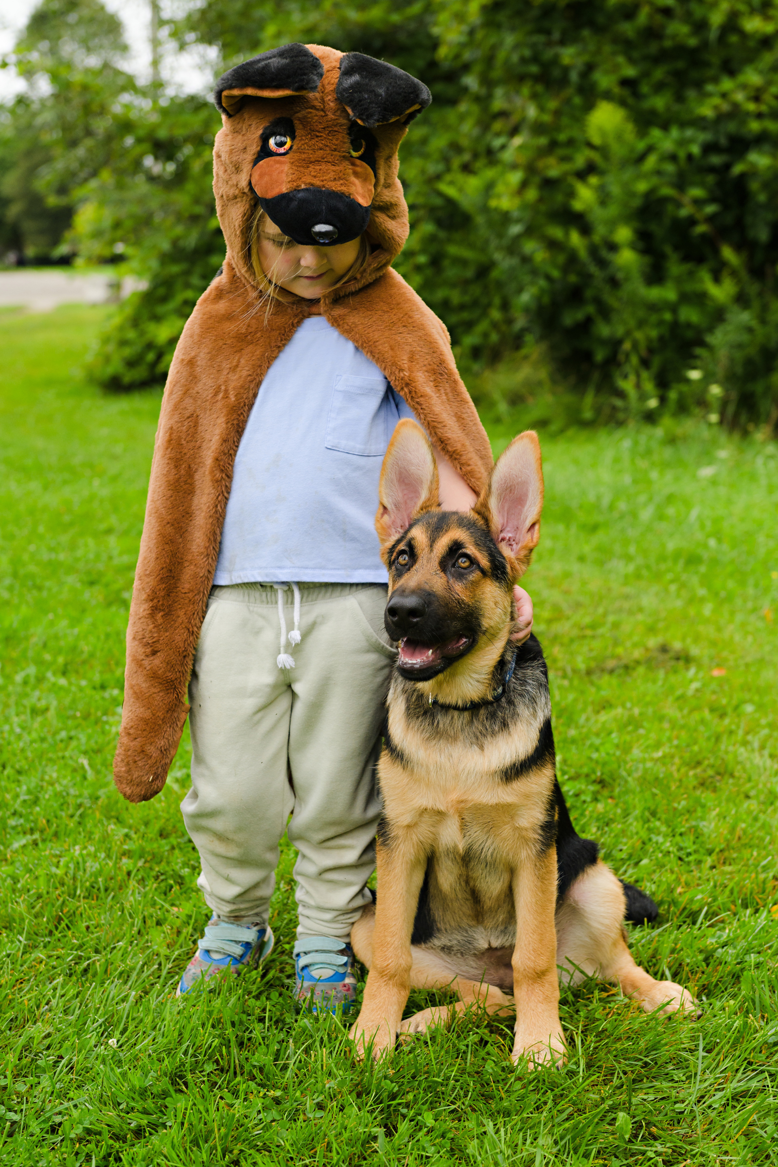 German Shepherd Dog Cuddle Cape